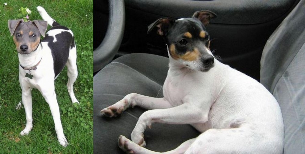 Chilean Fox Terrier vs Brazilian Terrier - Breed Comparison