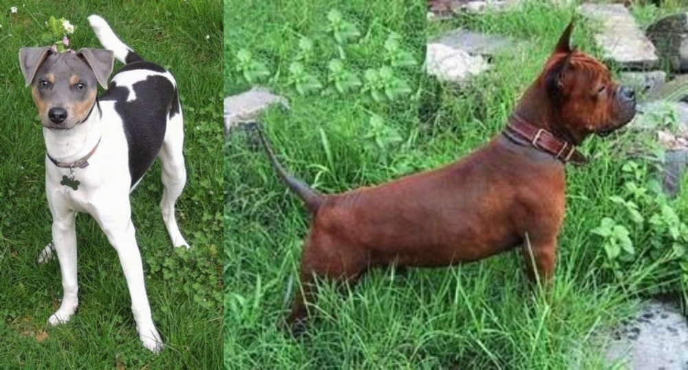 Chinese Chongqing Dog vs Brazilian Terrier - Breed Comparison