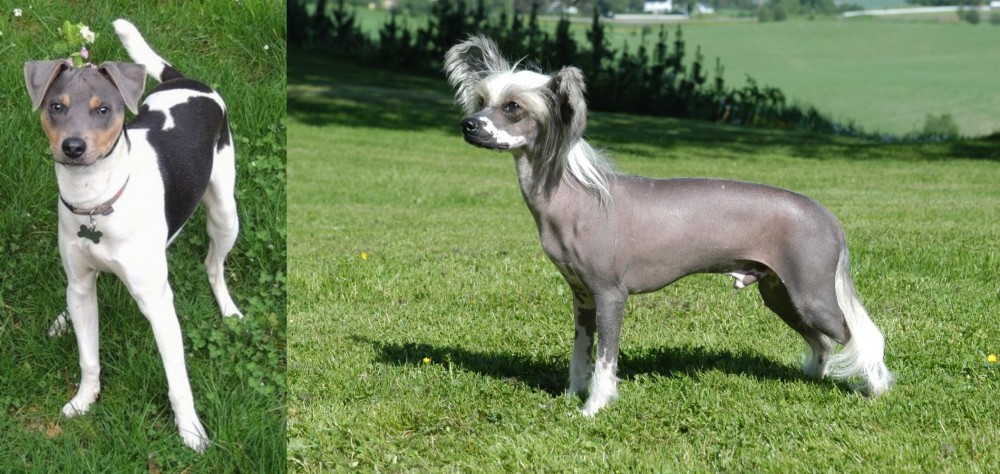 Chinese Crested Dog vs Brazilian Terrier - Breed Comparison