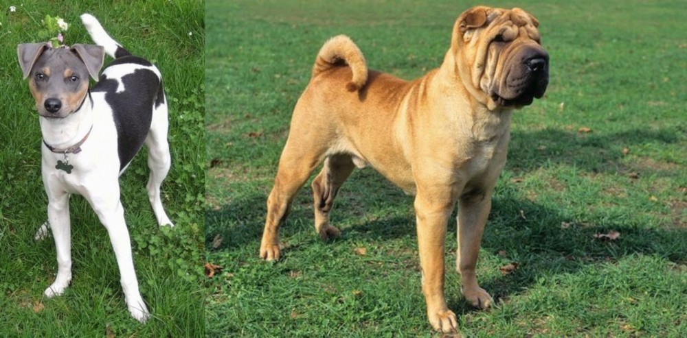 Chinese Shar Pei vs Brazilian Terrier - Breed Comparison