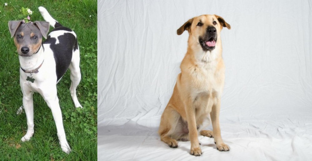 Chinook vs Brazilian Terrier - Breed Comparison