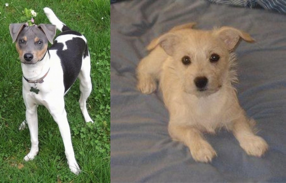 Chipoo vs Brazilian Terrier - Breed Comparison