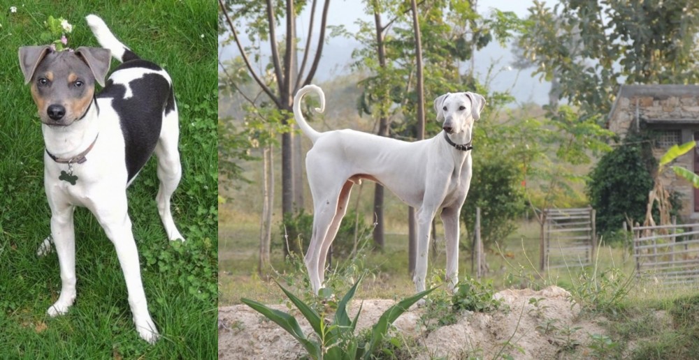 Chippiparai vs Brazilian Terrier - Breed Comparison