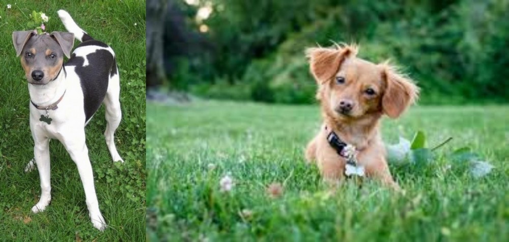 Chiweenie vs Brazilian Terrier - Breed Comparison