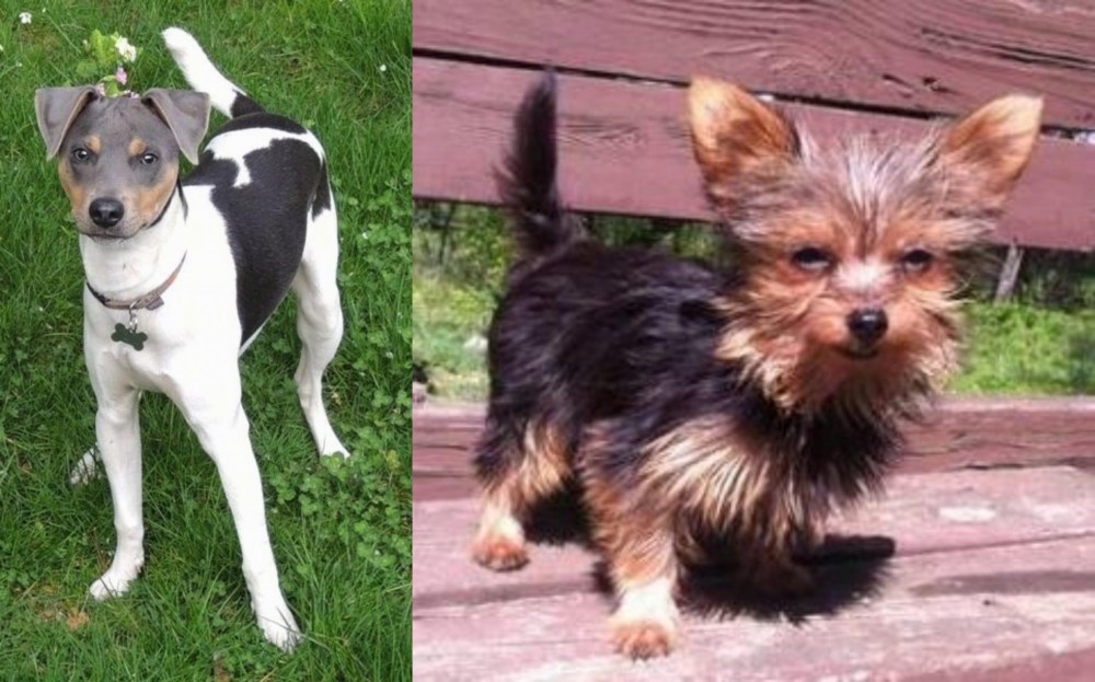 Chorkie vs Brazilian Terrier - Breed Comparison