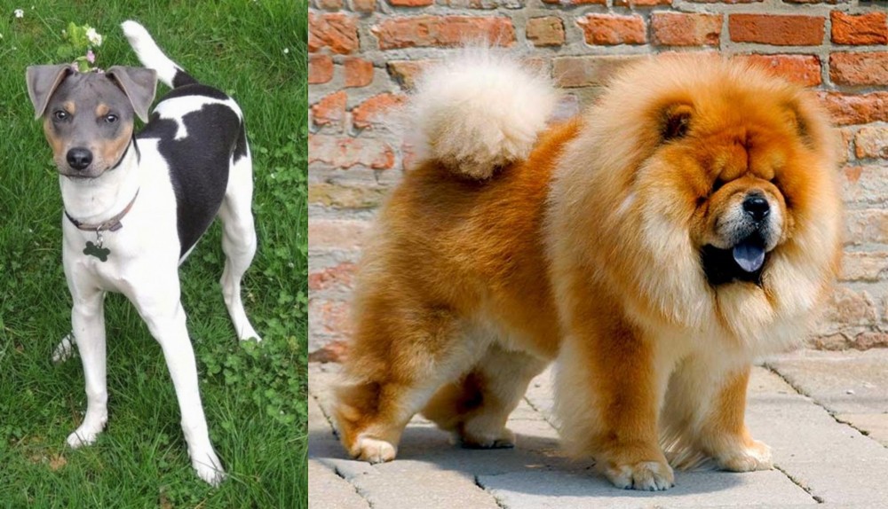 Chow Chow vs Brazilian Terrier - Breed Comparison
