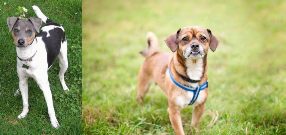 Chug vs Brazilian Terrier - Breed Comparison