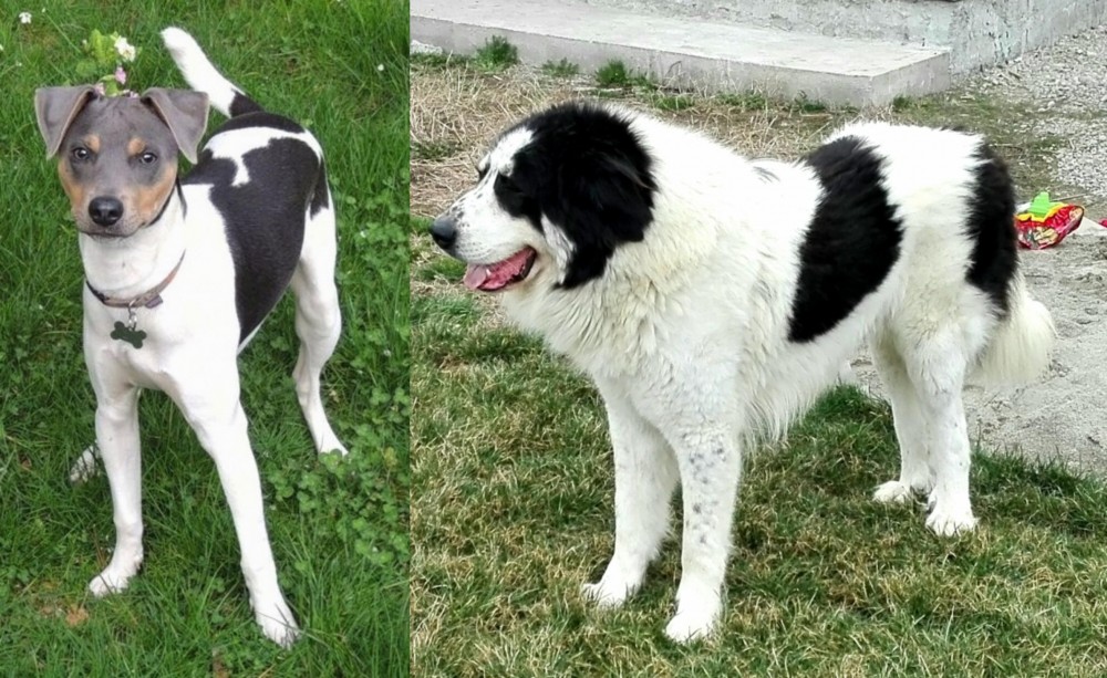 Ciobanesc de Bucovina vs Brazilian Terrier - Breed Comparison