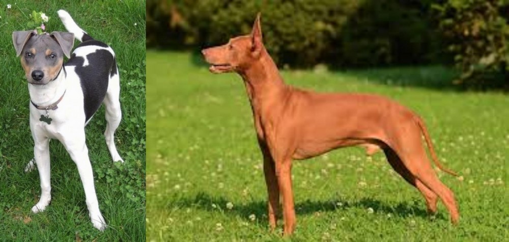 Cirneco dell'Etna vs Brazilian Terrier - Breed Comparison