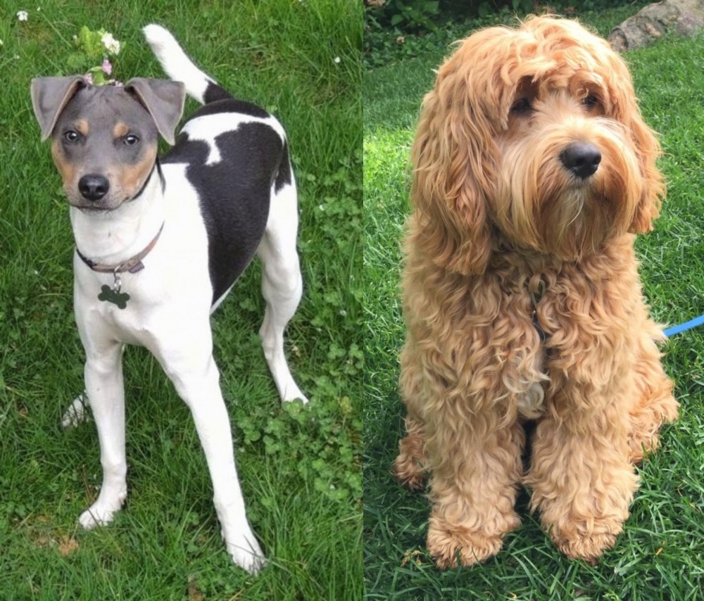 Cockapoo vs Brazilian Terrier - Breed Comparison