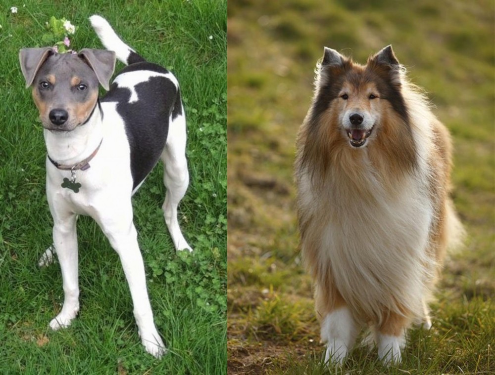 Collie vs Brazilian Terrier - Breed Comparison
