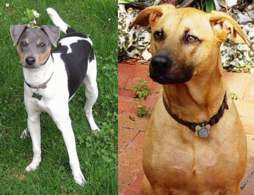Combai vs Brazilian Terrier - Breed Comparison