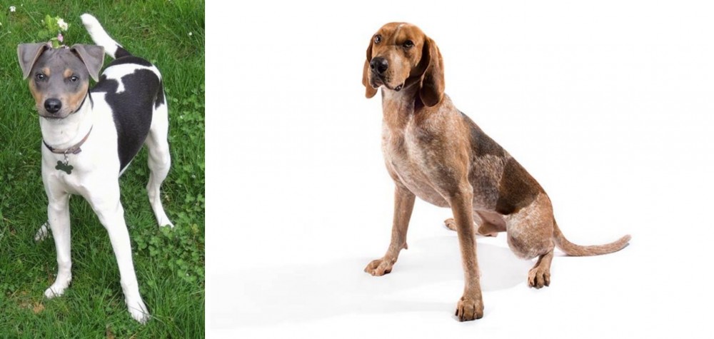 Coonhound vs Brazilian Terrier - Breed Comparison