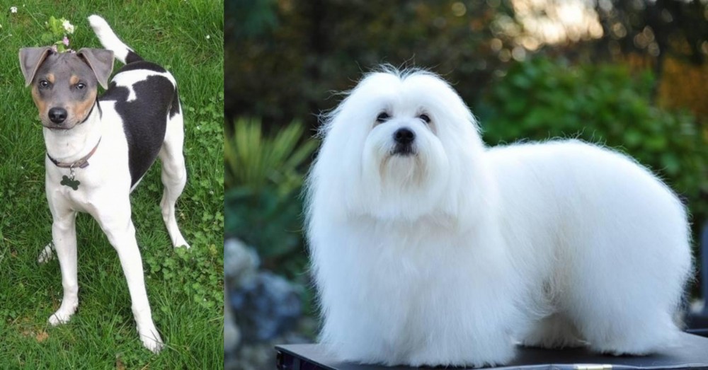 Coton De Tulear vs Brazilian Terrier - Breed Comparison