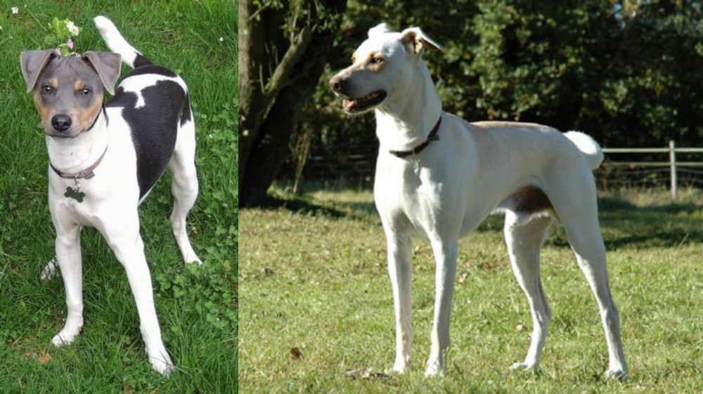 Cretan Hound vs Brazilian Terrier - Breed Comparison