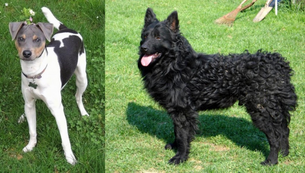 Croatian Sheepdog vs Brazilian Terrier - Breed Comparison