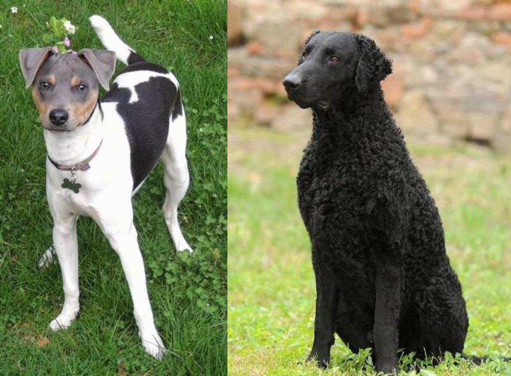 Curly Coated Retriever vs Brazilian Terrier - Breed Comparison