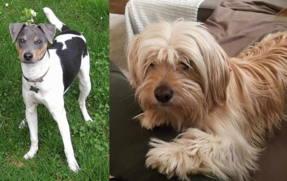 Cyprus Poodle vs Brazilian Terrier - Breed Comparison