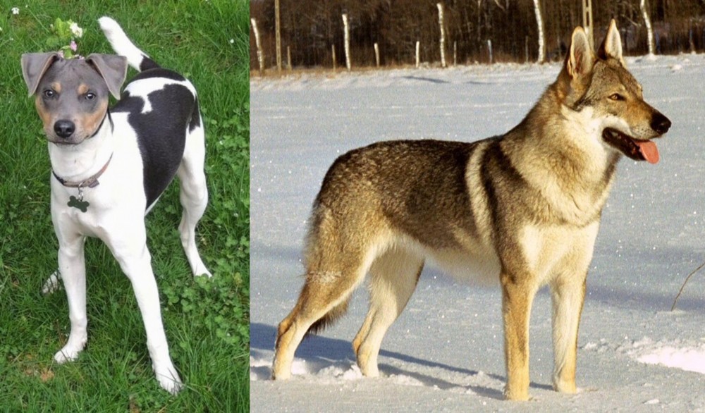 Czechoslovakian Wolfdog vs Brazilian Terrier - Breed Comparison