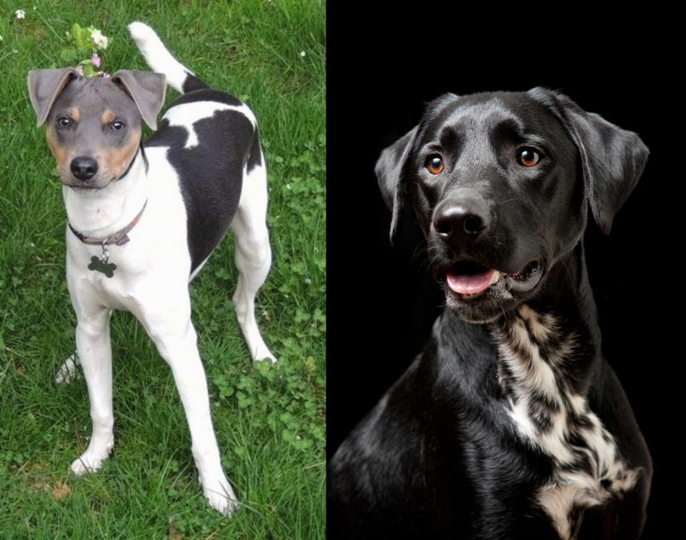 Dalmador vs Brazilian Terrier - Breed Comparison