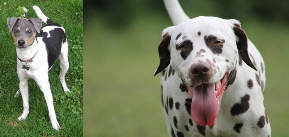 Dalmatian vs Brazilian Terrier - Breed Comparison
