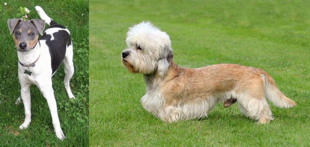 Dandie Dinmont Terrier vs Brazilian Terrier - Breed Comparison