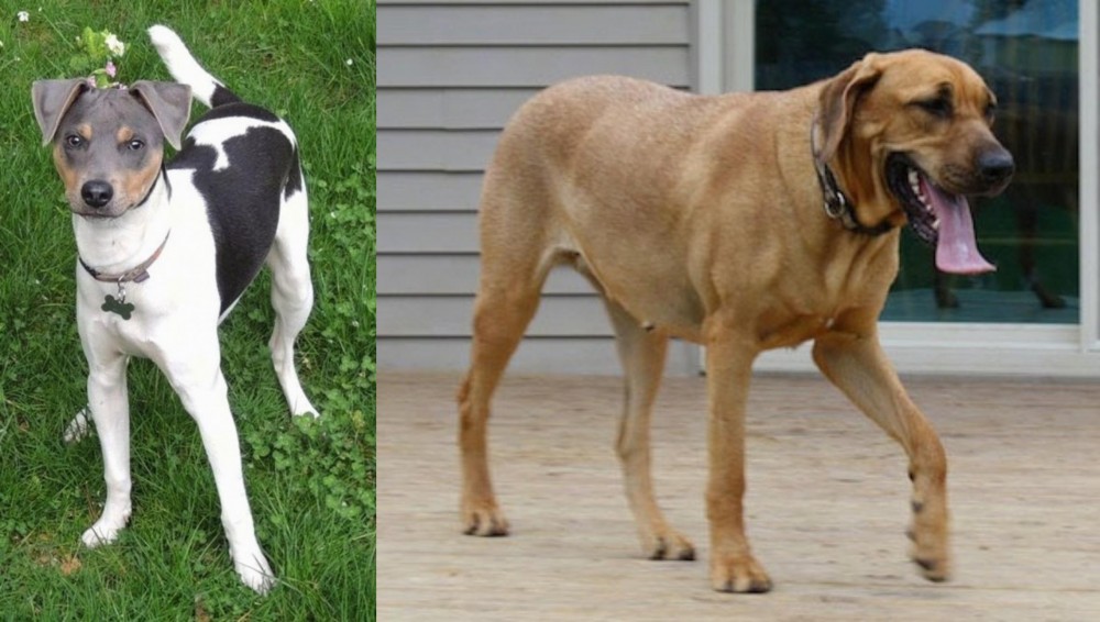 Danish Broholmer vs Brazilian Terrier - Breed Comparison