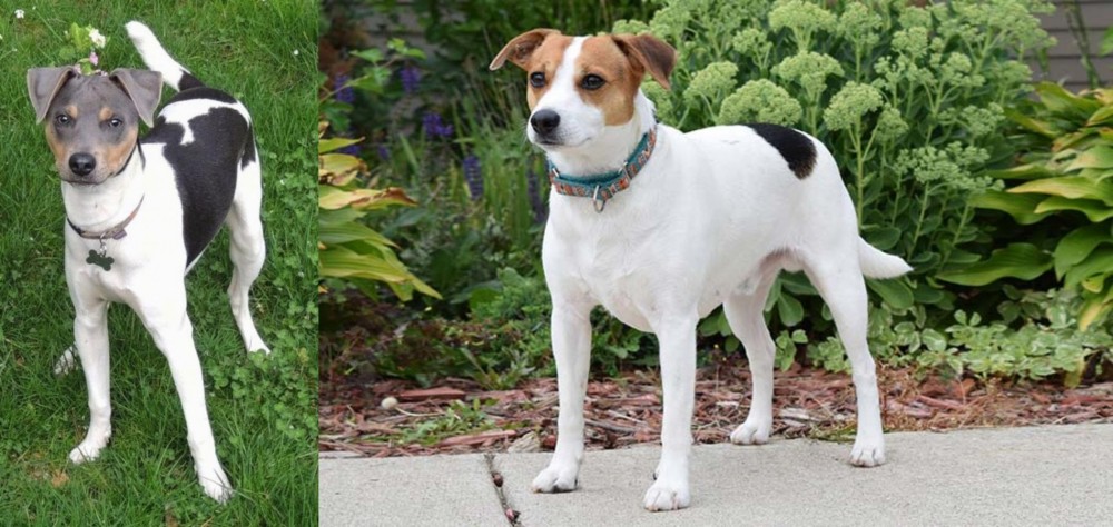 Danish Swedish Farmdog vs Brazilian Terrier - Breed Comparison