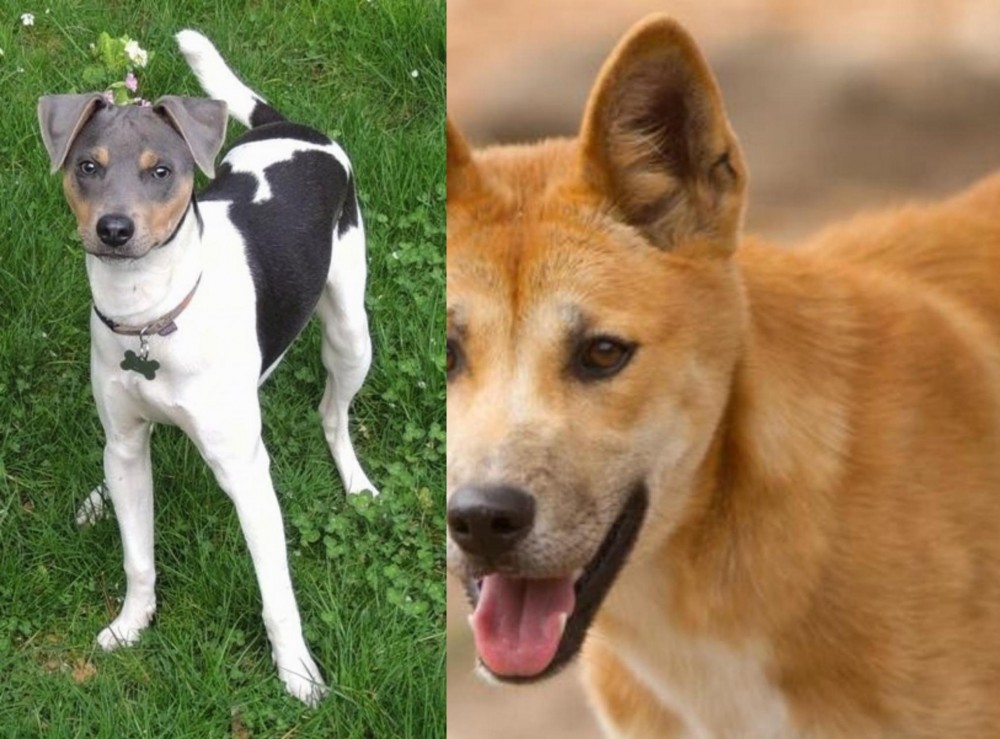 Dingo vs Brazilian Terrier - Breed Comparison