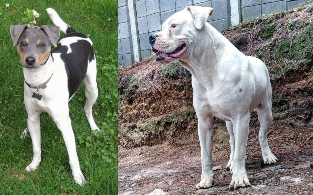 Dogo Guatemalteco vs Brazilian Terrier - Breed Comparison
