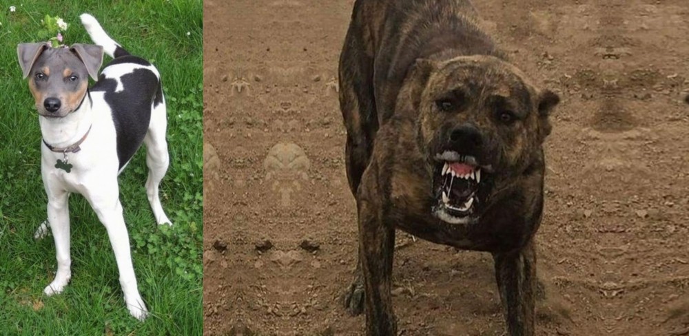 Dogo Sardesco vs Brazilian Terrier - Breed Comparison