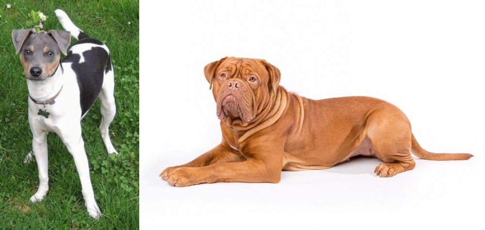 Dogue De Bordeaux vs Brazilian Terrier - Breed Comparison