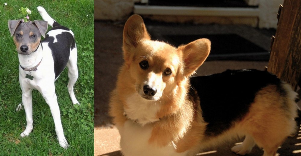 Dorgi vs Brazilian Terrier - Breed Comparison