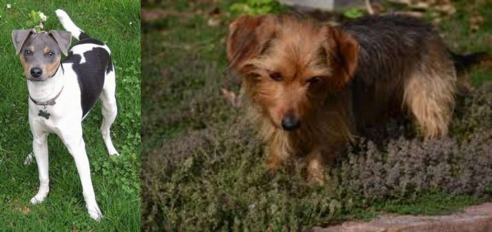 Dorkie vs Brazilian Terrier - Breed Comparison