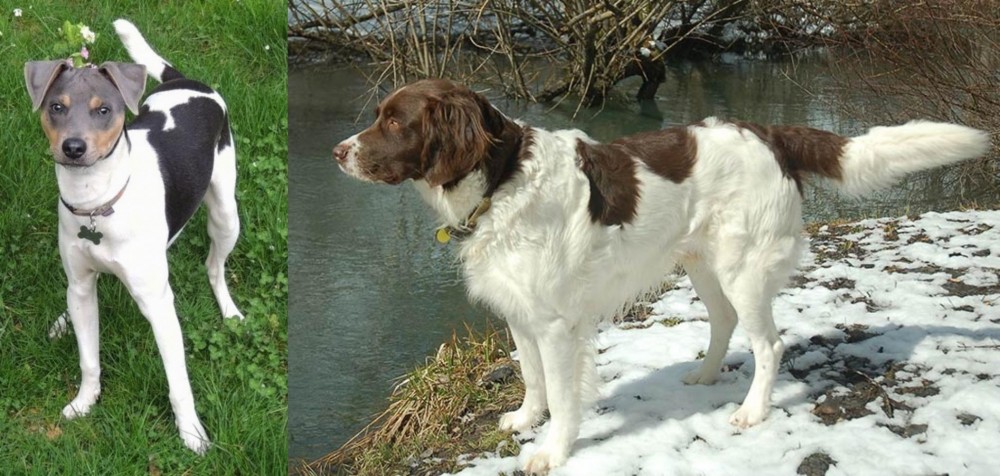 Drentse Patrijshond vs Brazilian Terrier - Breed Comparison