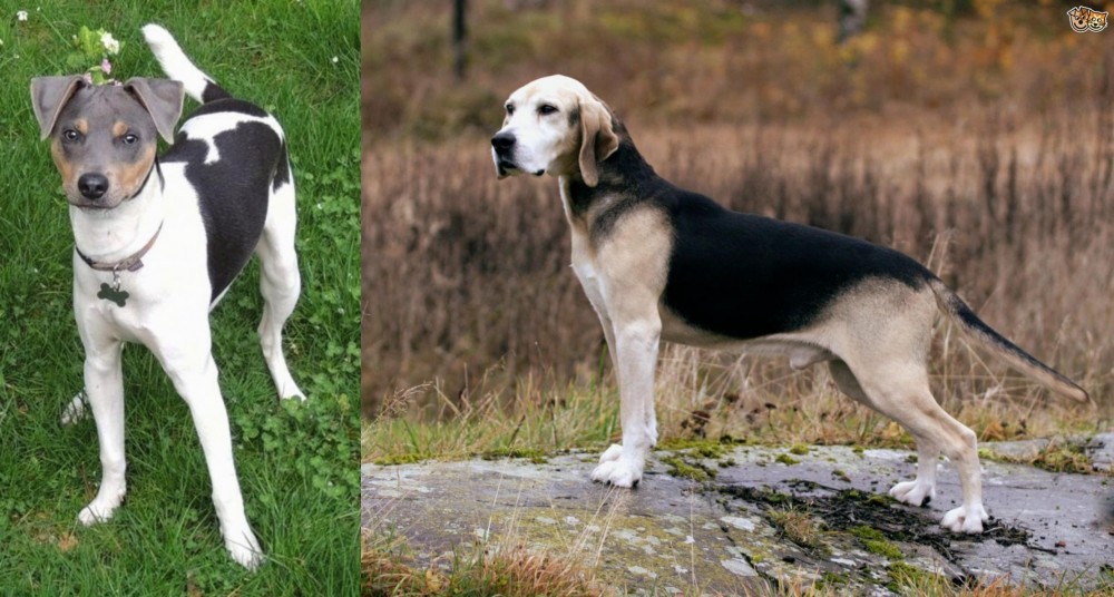 Dunker vs Brazilian Terrier - Breed Comparison