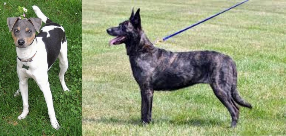 Dutch Shepherd vs Brazilian Terrier - Breed Comparison