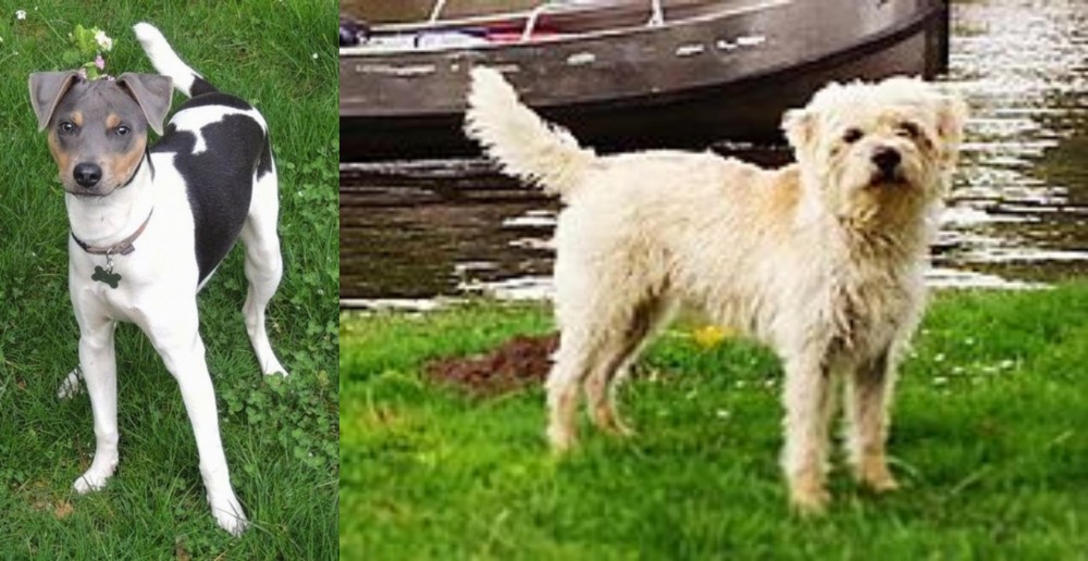 Dutch Smoushond vs Brazilian Terrier - Breed Comparison