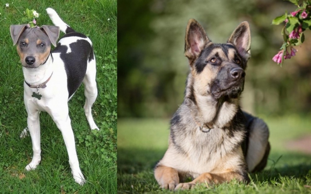 East European Shepherd vs Brazilian Terrier - Breed Comparison