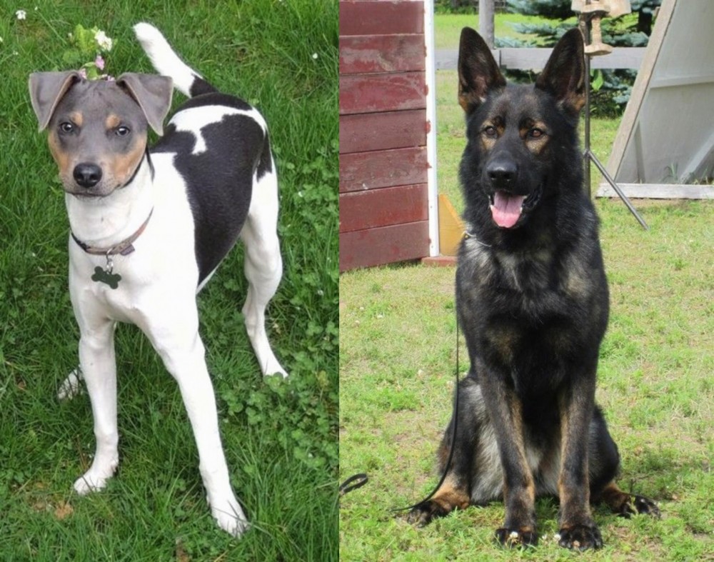 East German Shepherd vs Brazilian Terrier - Breed Comparison