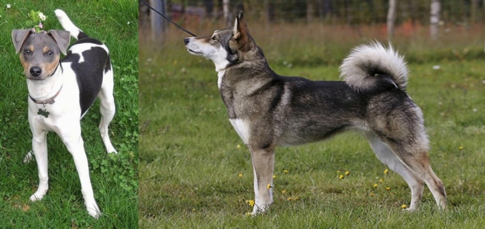 East Siberian Laika vs Brazilian Terrier - Breed Comparison