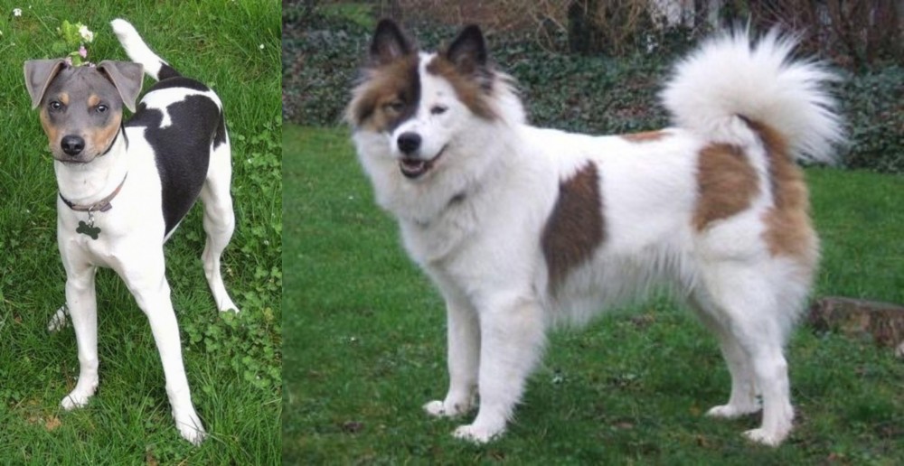 Elo vs Brazilian Terrier - Breed Comparison