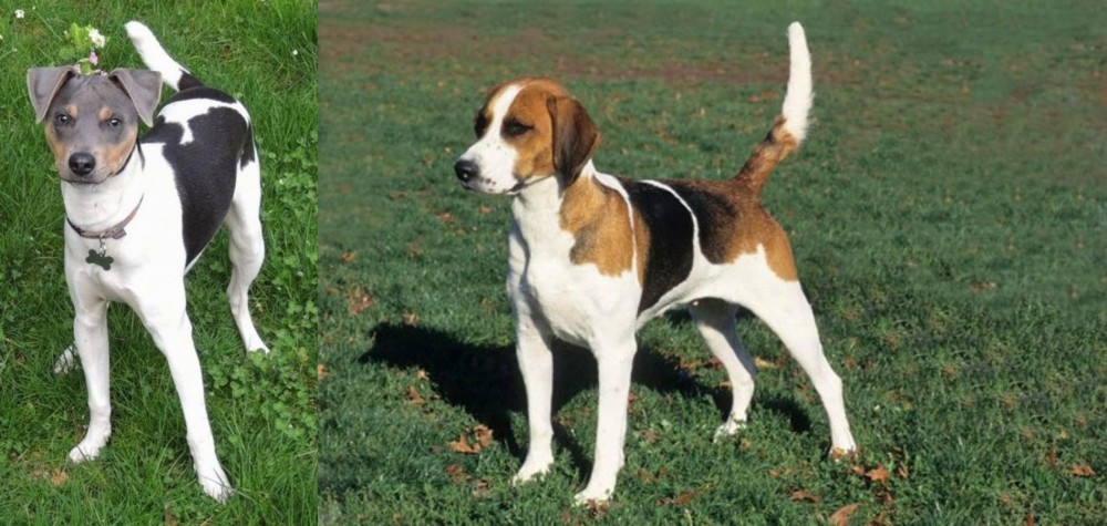 English Foxhound vs Brazilian Terrier - Breed Comparison