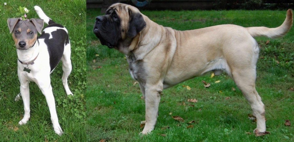 English Mastiff vs Brazilian Terrier - Breed Comparison