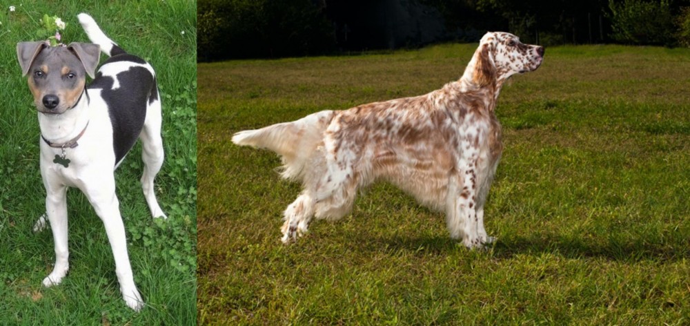 English Setter vs Brazilian Terrier - Breed Comparison