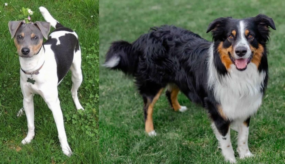 English Shepherd vs Brazilian Terrier - Breed Comparison