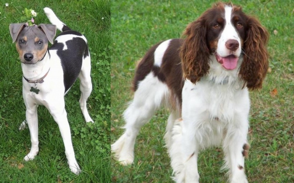 English Springer Spaniel vs Brazilian Terrier - Breed Comparison