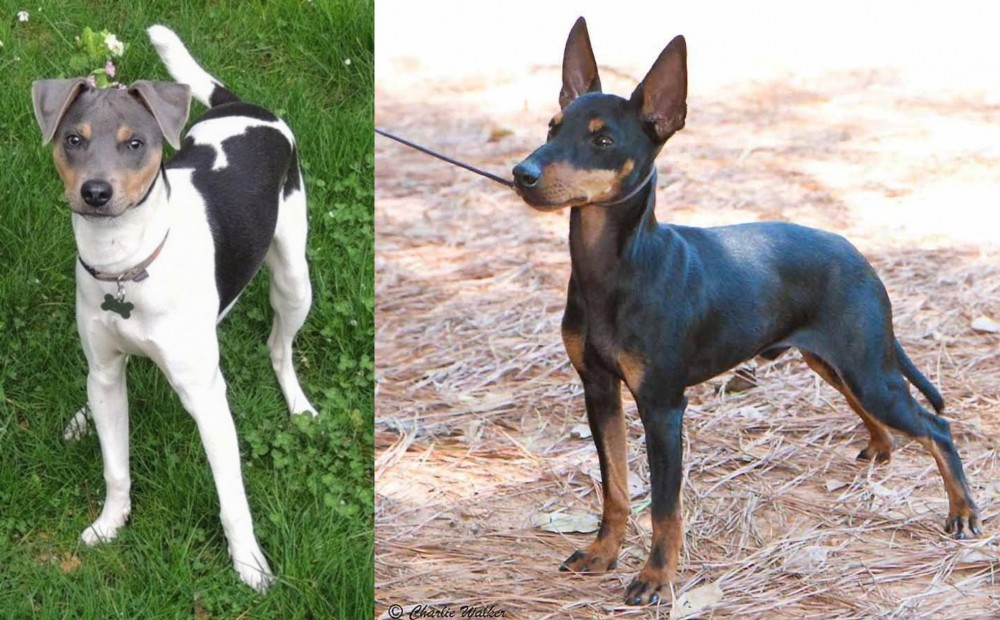 English Toy Terrier (Black & Tan) vs Brazilian Terrier - Breed Comparison