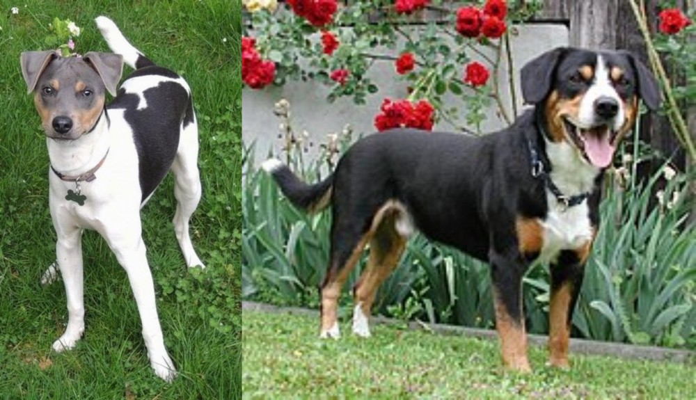 Entlebucher Mountain Dog vs Brazilian Terrier - Breed Comparison