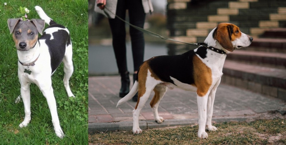 Estonian Hound vs Brazilian Terrier - Breed Comparison